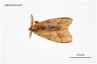 藏品(腎毒蛾)的圖片